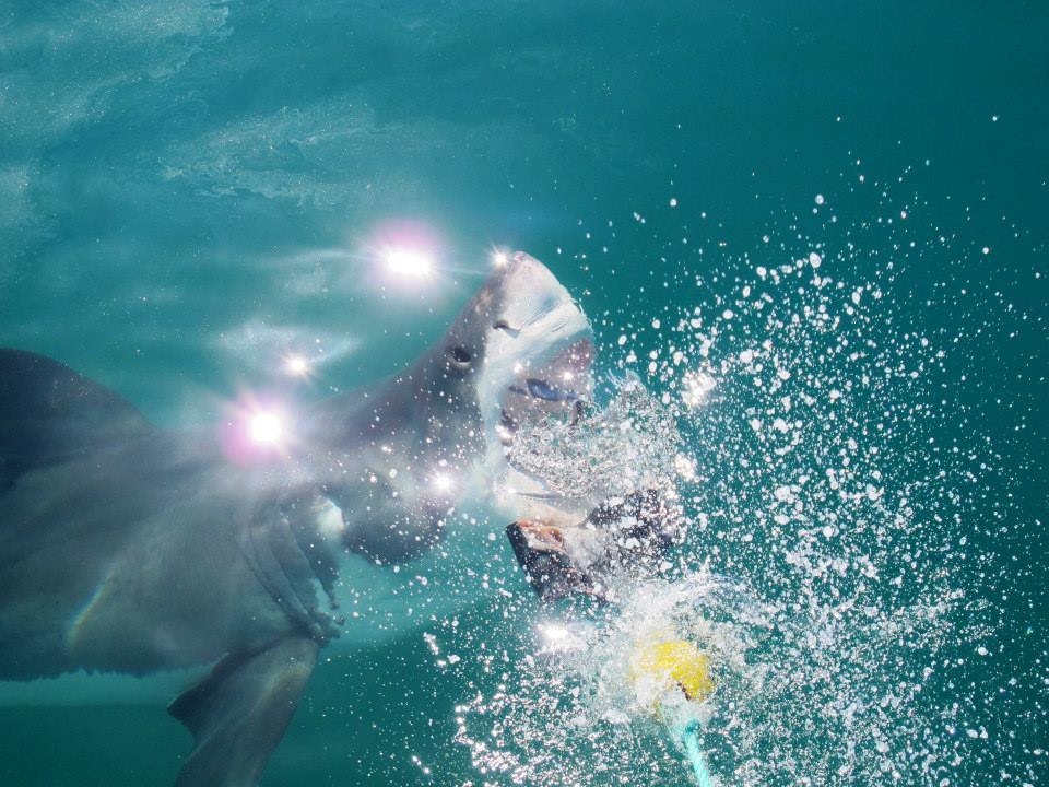 Adrenalina: tudo sobre o mergulho com tubarões brancos, em Cape Town