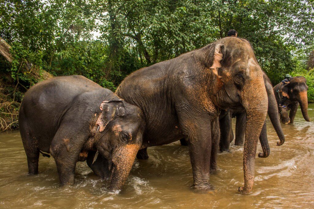 Chiang Mai: tigres, elefantes, pandas, mulheres girafas e ainda tem mais? Sim!