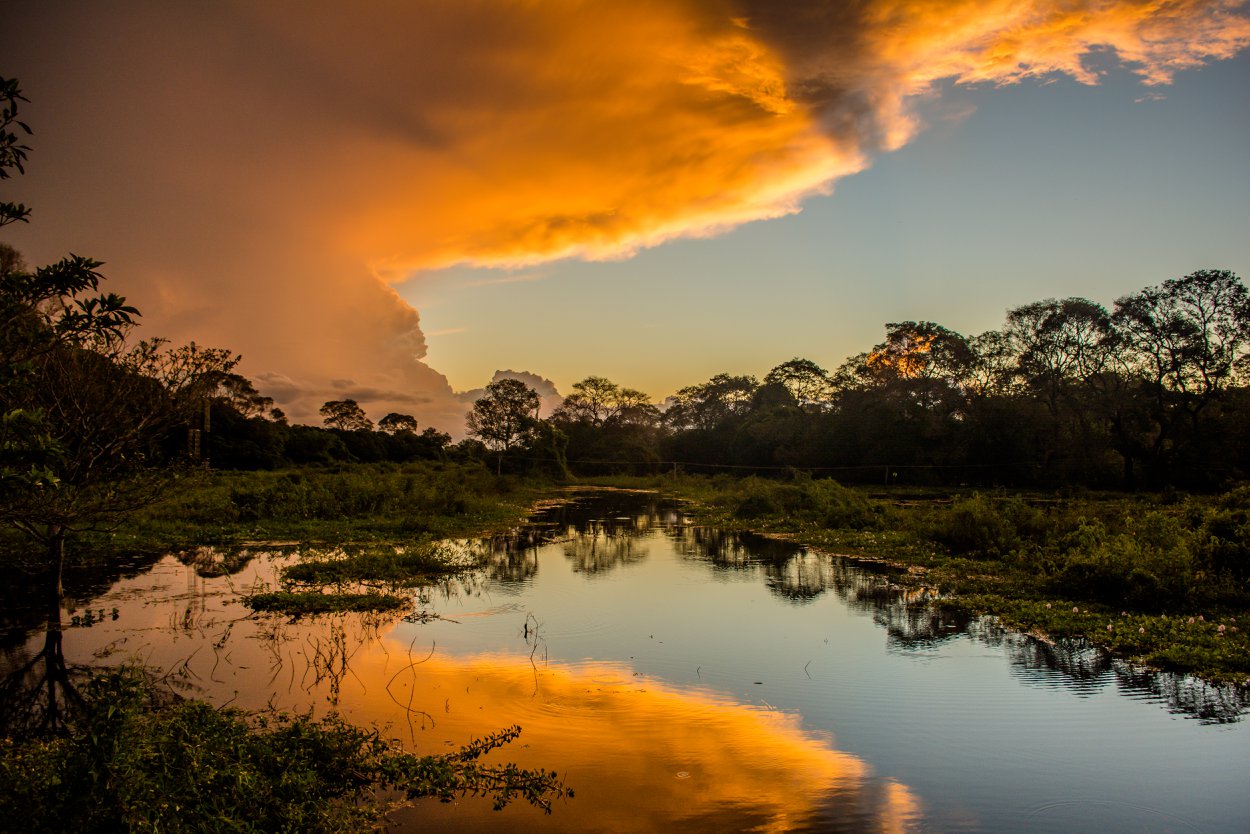 Pantanal: como chegar ao coração do Brasil!